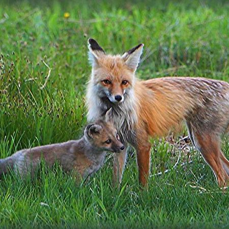 Fox Den Lodge West Yellowstone Esterno foto
